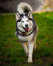 Aspen the Husky