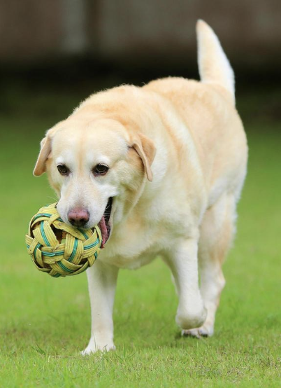 Coco the Labrador